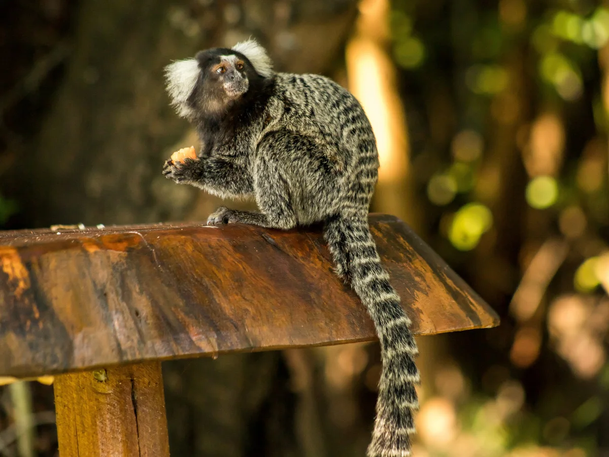 Sagui de tufo branco sobre uma peça de madeira junto à vegetação